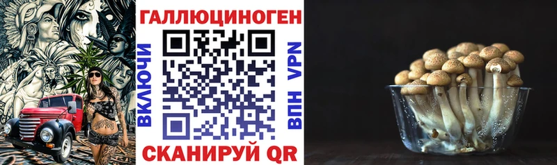 Галлюциногенные грибы Psilocybe  где купить наркоту  Высоковск 
